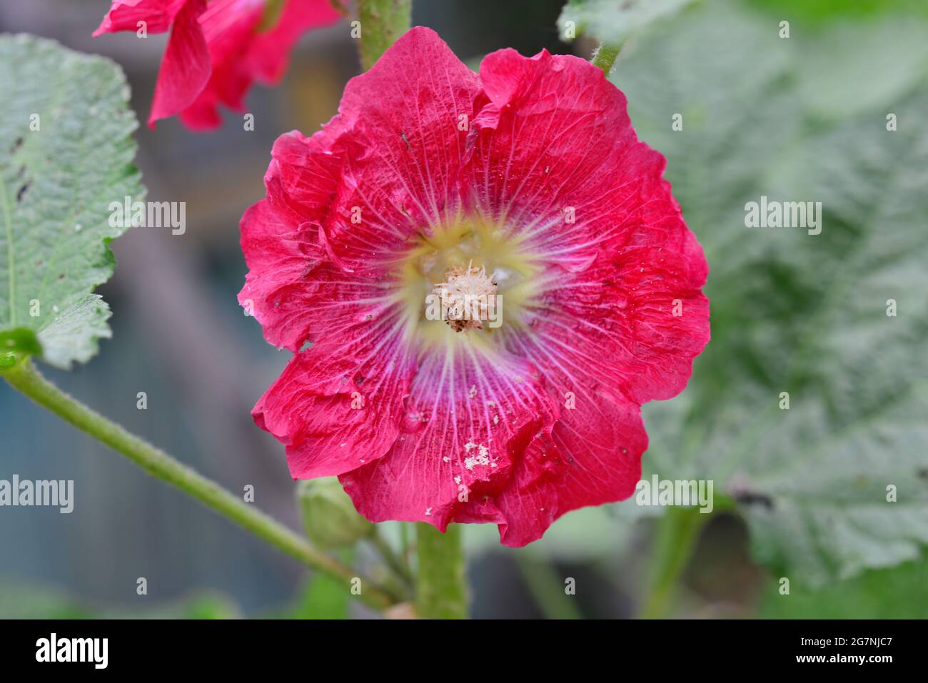 Fiori di mallow rosa in fiore nel giardino estivo. Foto Stock