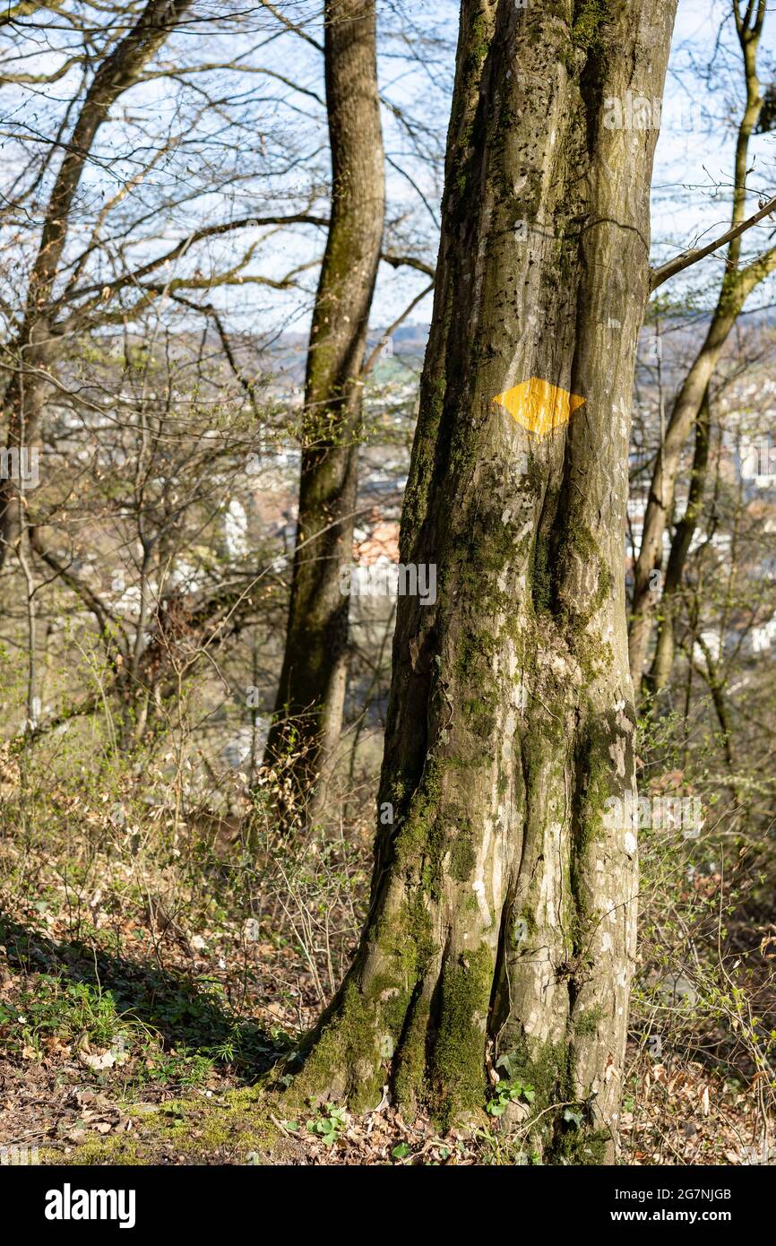 Segnavia giallo dipinto su albero in bosco. Cielo blu tra rami. Foto Stock