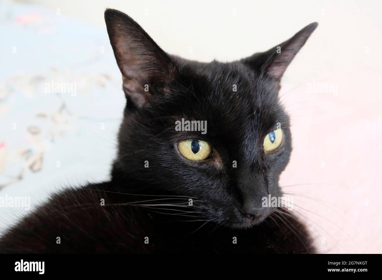 Gatto nero adulto singolo (Felis catus) con strana espressione facciale Foto Stock