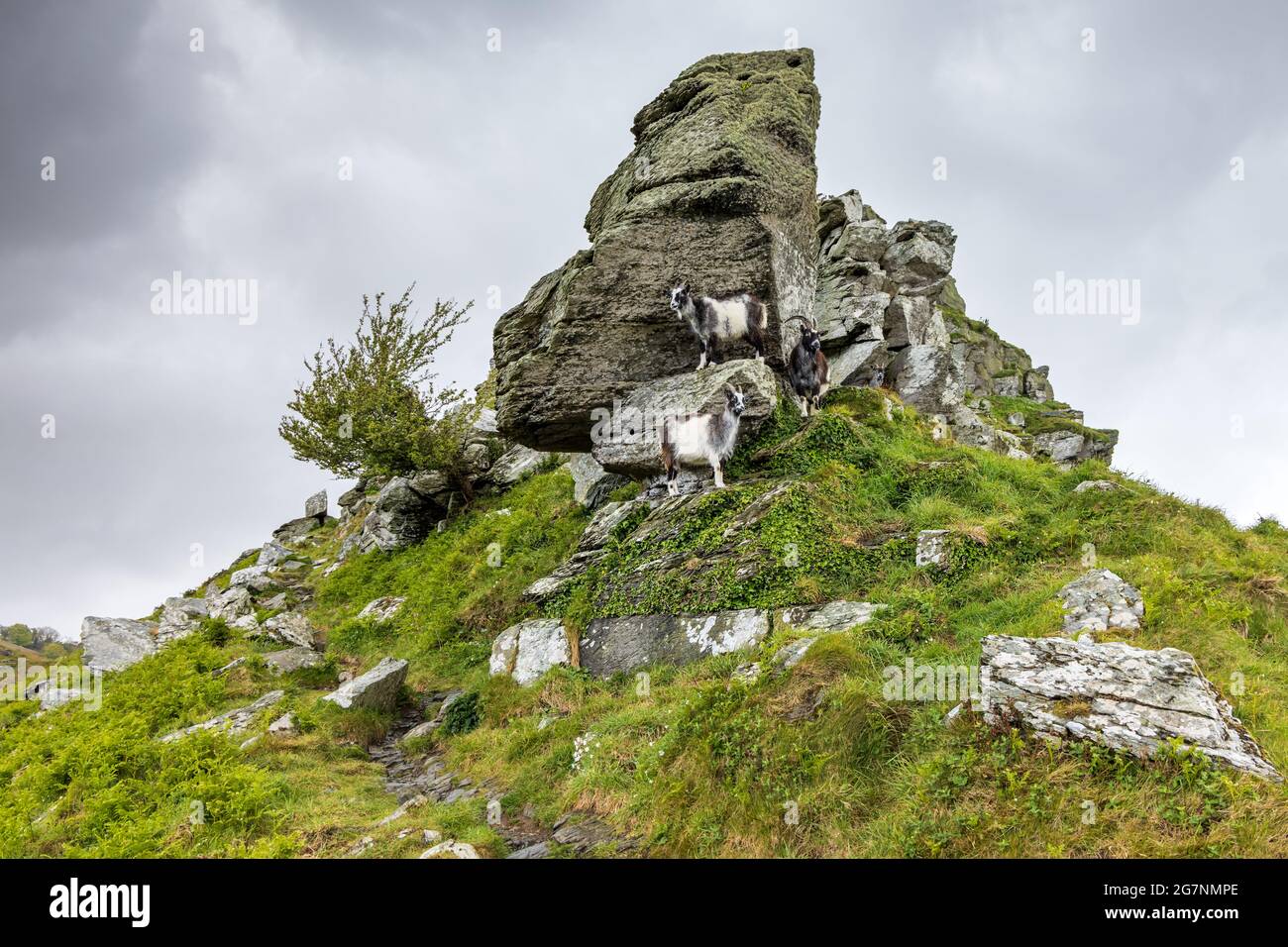 Capre feriche selvatiche alla Valle delle rocce vicino a Lynton nel Parco Nazionale di Exmoor, Devon del Nord. Foto Stock