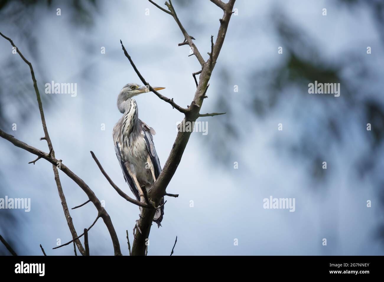 Uccello airone grigio seduto sul ramo dell'albero su sfondo blu cielo Foto Stock