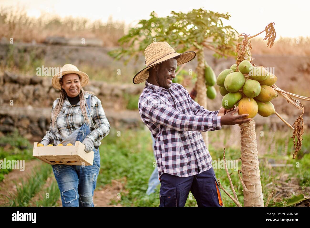 Allegro coltivatore africano americano maschio toccando pawpaw sulla pianta contro femmina amico con scatola di frutta su piantagione Foto Stock