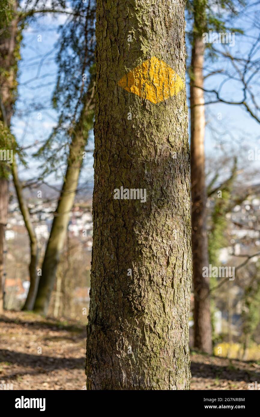 Segnavia giallo dipinto su albero in bosco. Cielo blu tra rami. Foto Stock