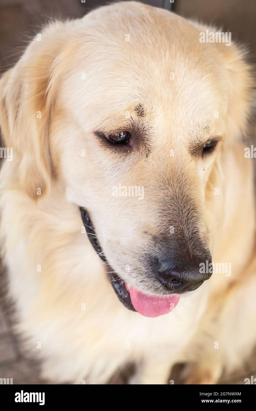 Primo piano verticale di un cane a bocca aperta Foto Stock