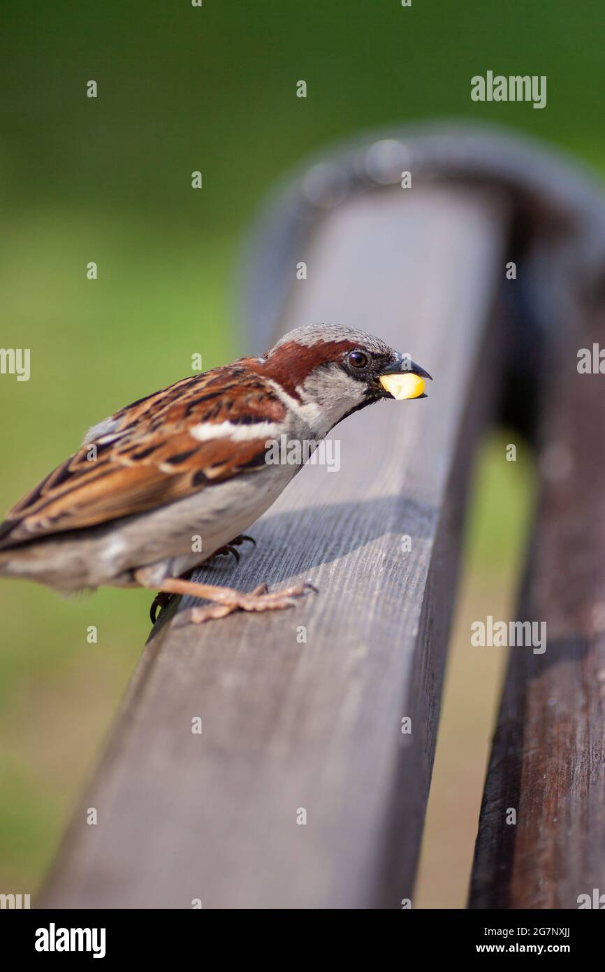 aiuta nella sopravvivenza degli uccelli in città, alimentando un passero di mais nel parco in estate Foto Stock