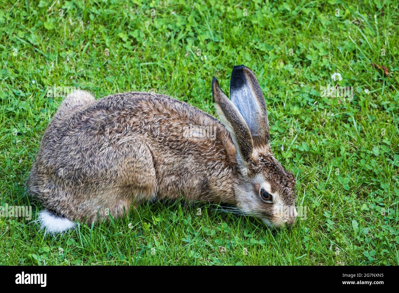 Lepre europeo o lepre bruno (Lepus europaeus) che si nutrono su un prato da giardino, fauna selvatica, Germania, Europa Foto Stock