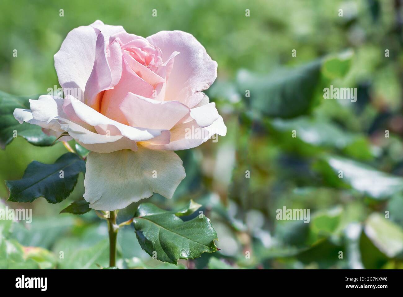 Rosa ibrido tè rosa 'Heiress' (Heiress) - questi sono morbidi gemme rosa che raggiungono dimensioni enormi. Spesso, i suoi fiori raggiungono un diametro di 14cm. Foto Stock