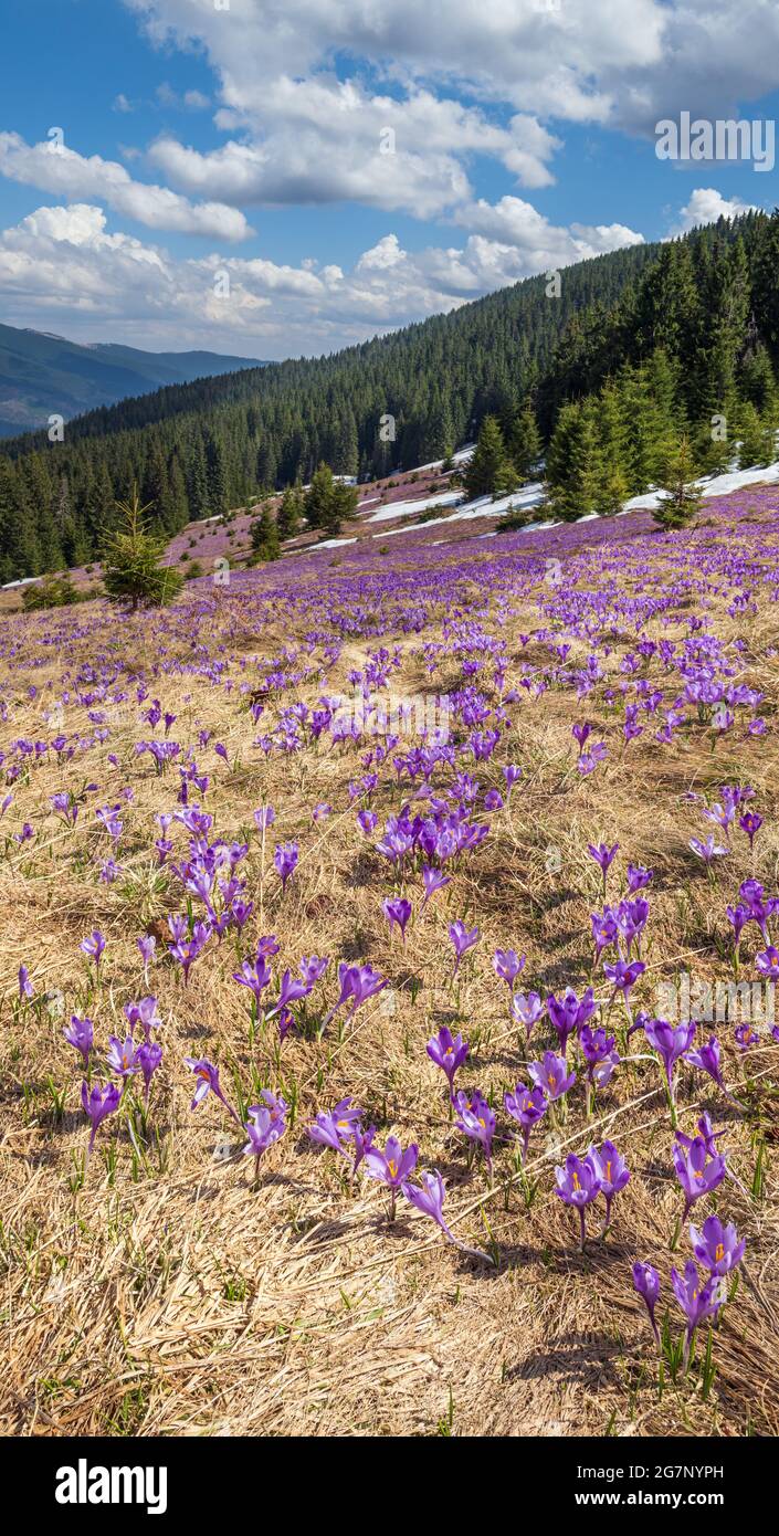 Fiore viola Crocus heuffelianus (Crocus vernus) fiori alpini sulla sorgente altopiano dei Carpazi, Ucraina. Foto Stock