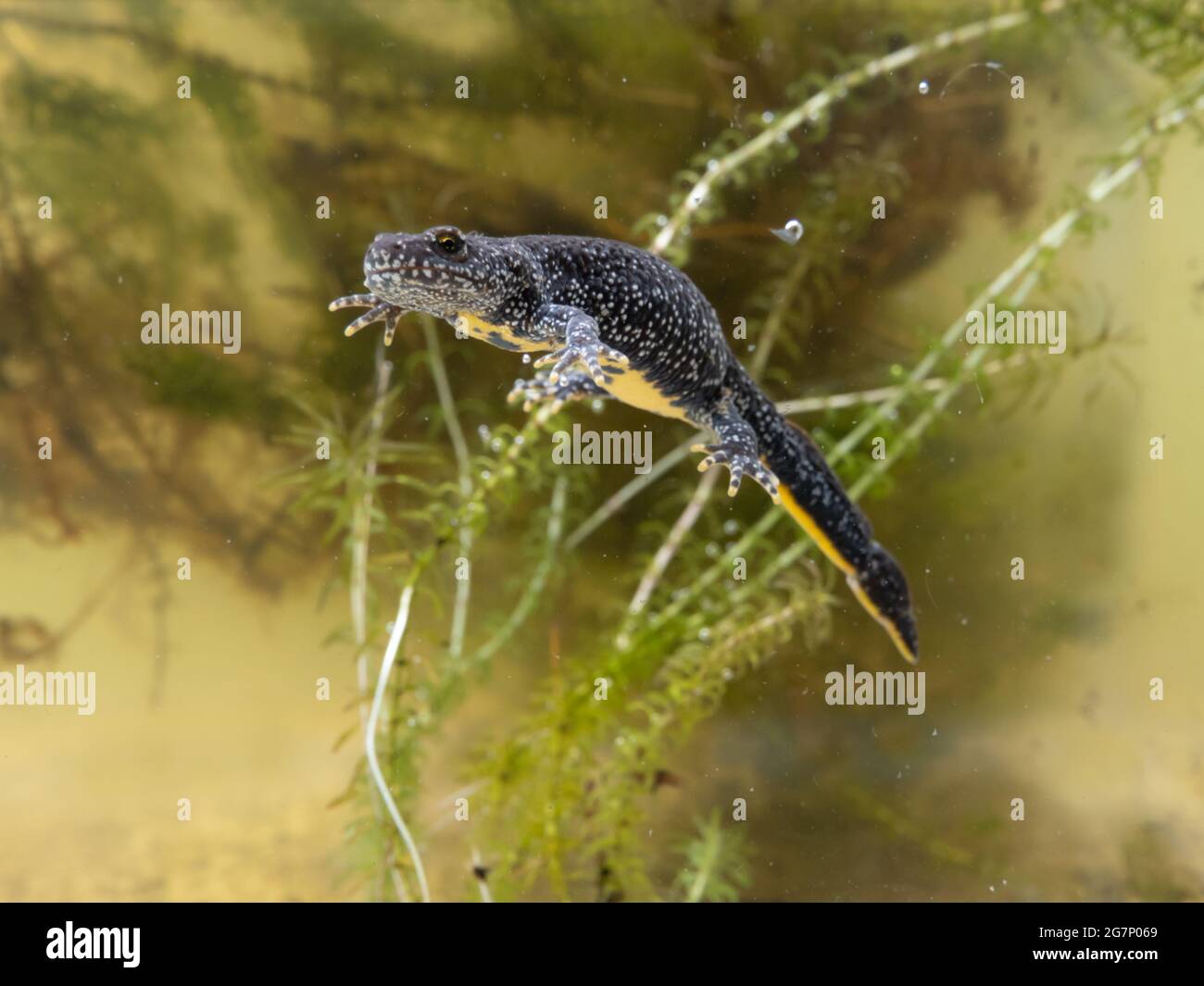 Great Crested Newt conosciuto anche come Northern Crested Newt, o Warty Newt (Triturus cristatus) Foto Stock