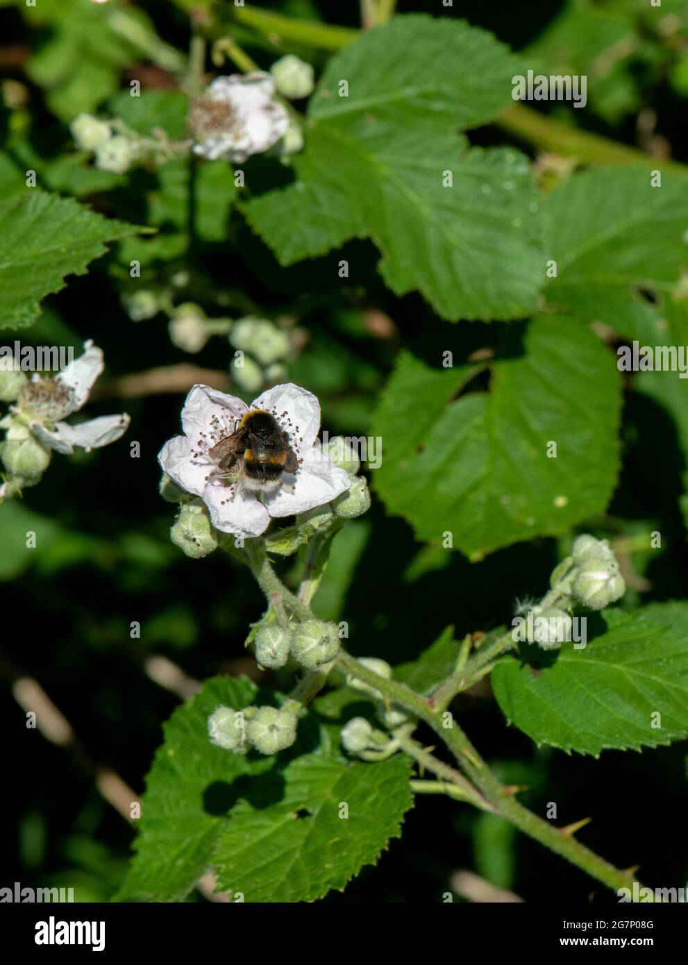 Ape di miele dal fondo bianco che raccoglie polline dalla fioritura della mela Foto Stock