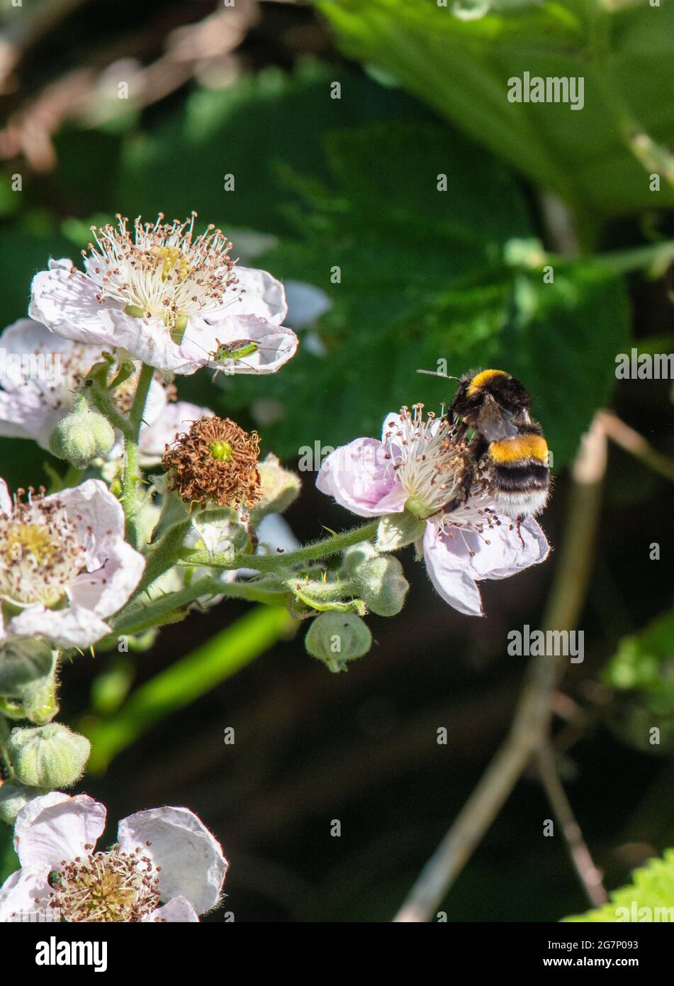 Ape a fondo bianco che lavora sulla fioritura della mela Foto Stock