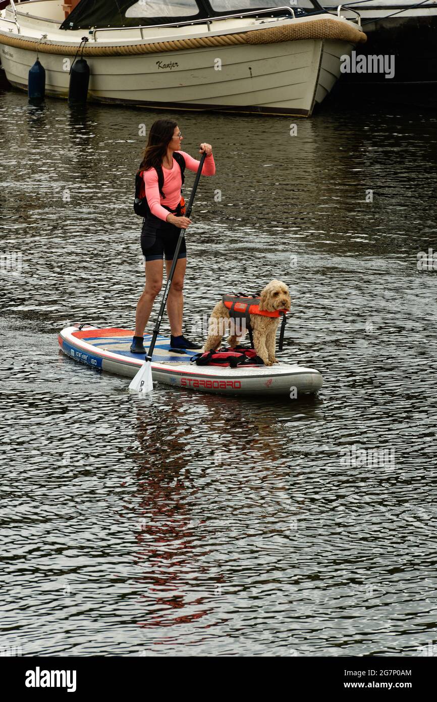 Donna paddle boarding vicino a Eel Pie Island sul fiume Tamigi con il suo cane in una giubbotto salvagente. Foto Stock