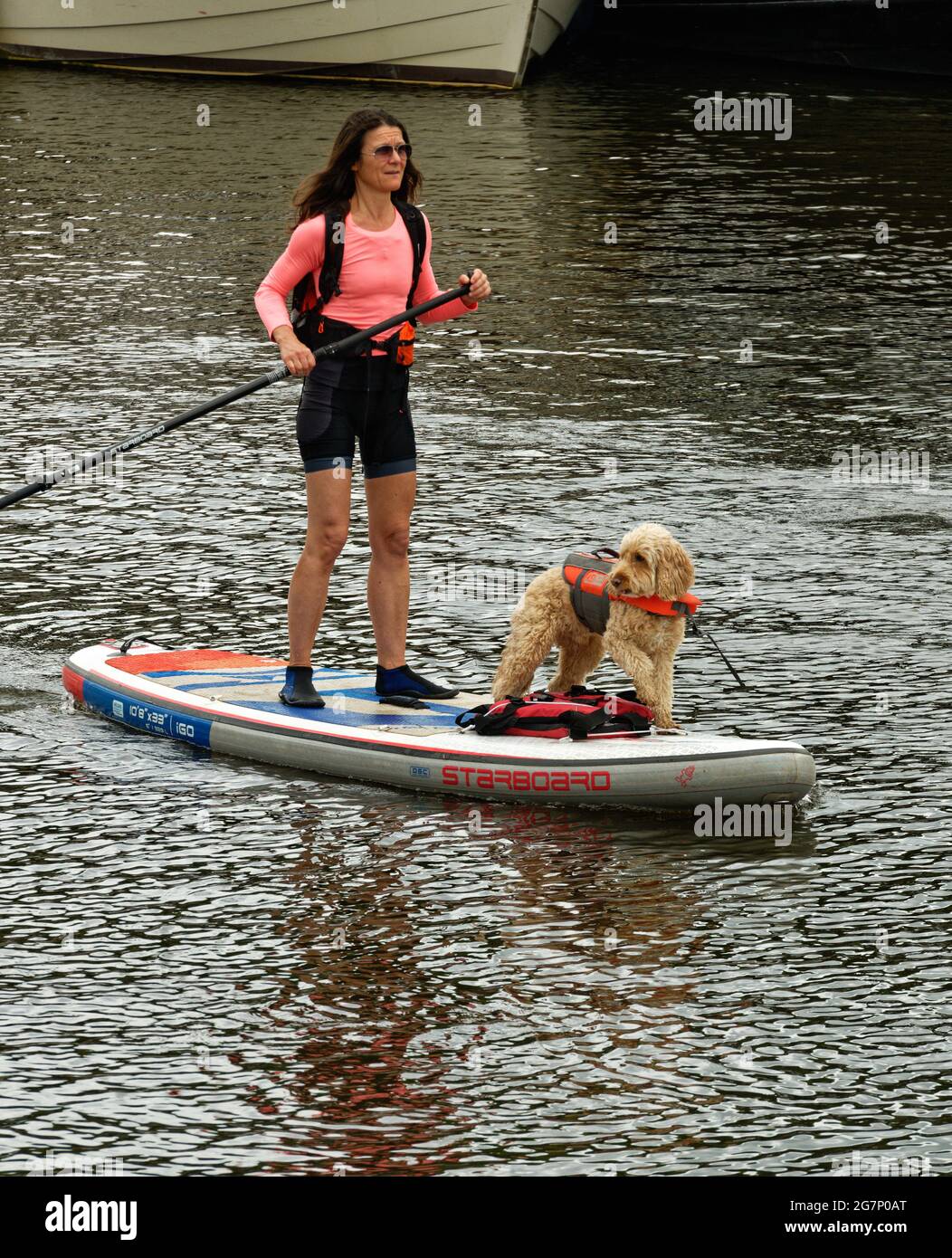 Donna paddle boarding vicino a Eel Pie Island sul fiume Tamigi con il suo cane in una giubbotto salvagente. Foto Stock