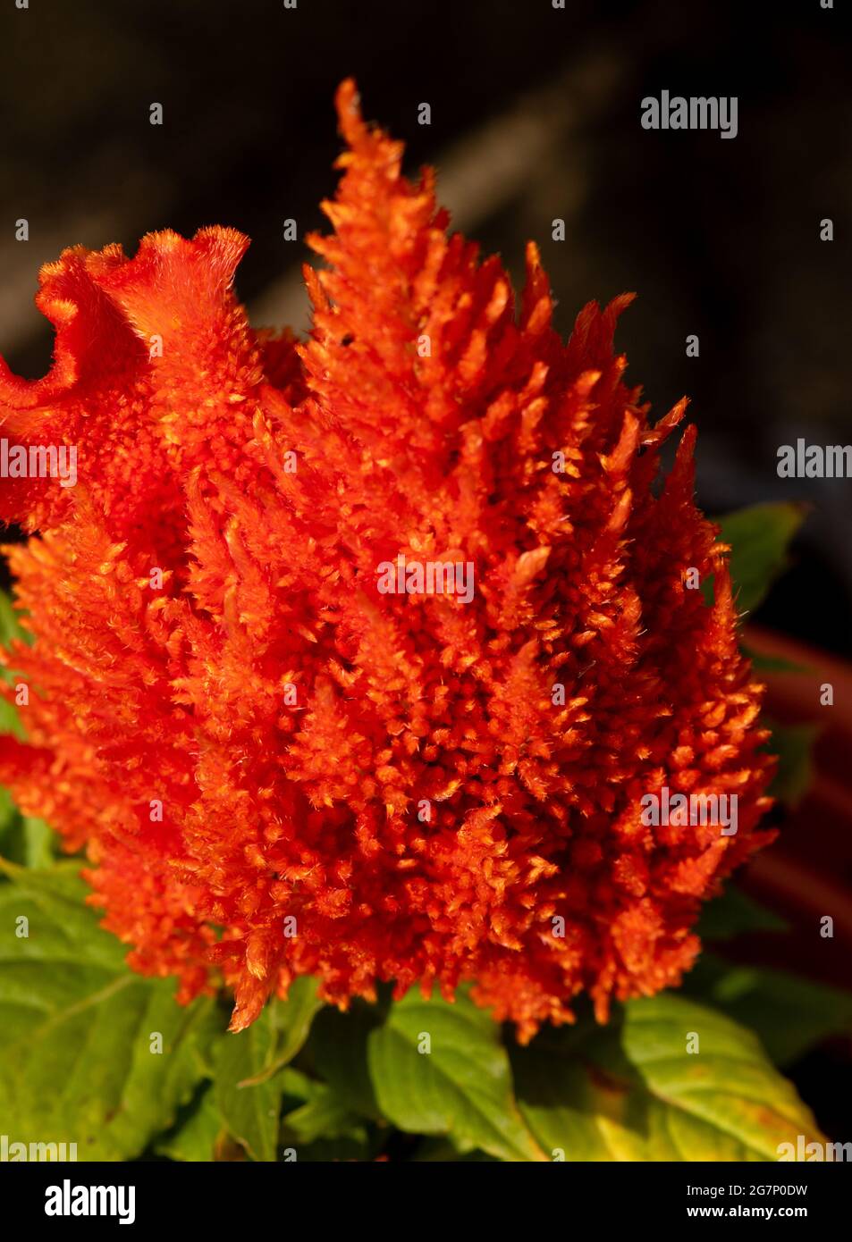 Rosa Celosia fiore in primo piano Foto Stock