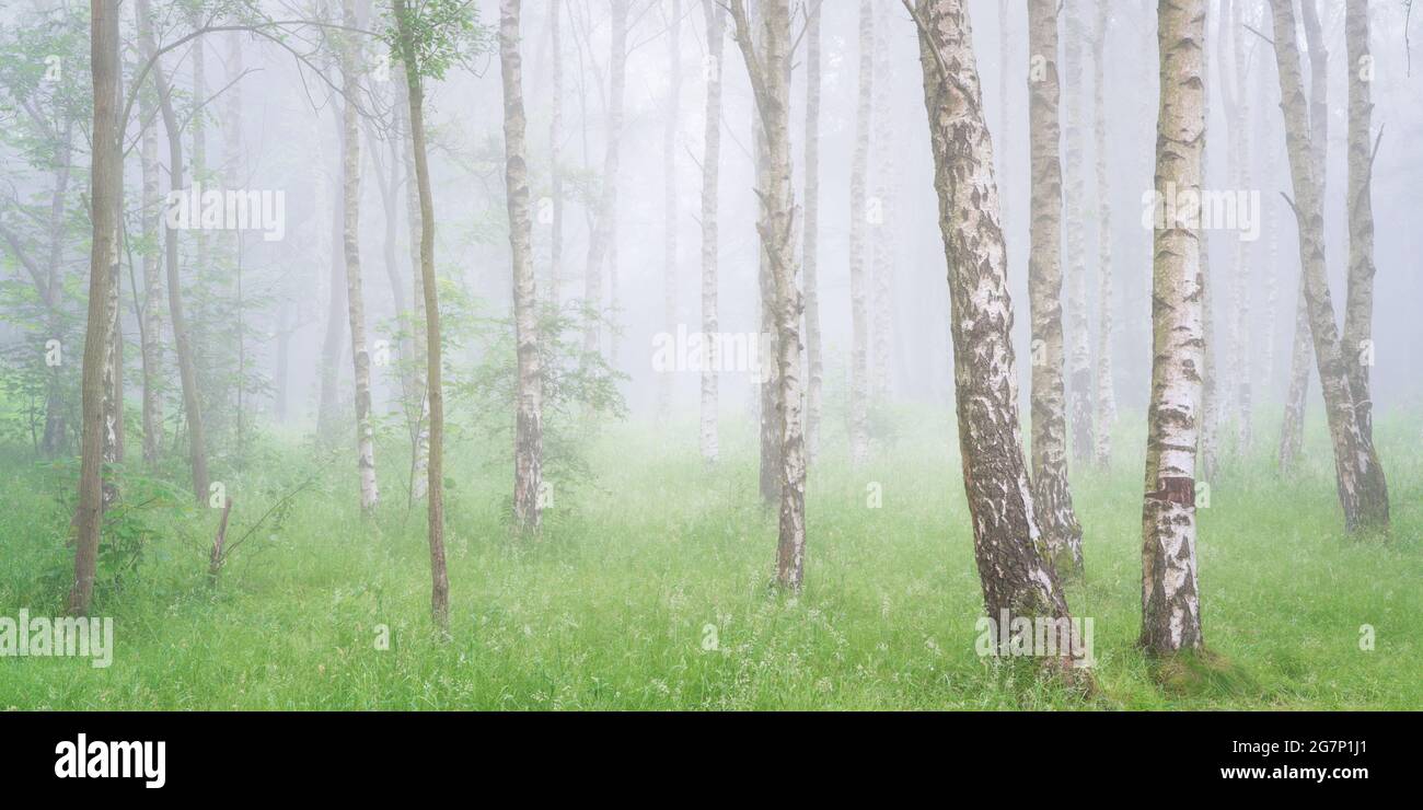 Una mattinata estiva in nebbia nel Chevin Forest Park, Otley offre la separazione tra le nascite d'argento in un piccolo angolo di un tranquillo bosco. Foto Stock
