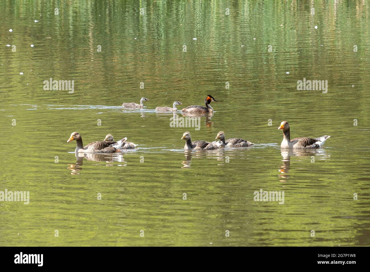 Le oche greylag (Anser anser) e i grandi grebes crestati (Podiceps cristatus) con le famiglie su un lago, Regno Unito, durante il mese di luglio Foto Stock