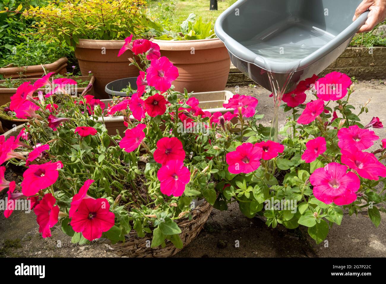 Annaffiatura piante nel giardino con una ciotola di acqua di lavaggio per contribuire a conservare l'acqua durante una siccità estiva, Regno Unito Foto Stock