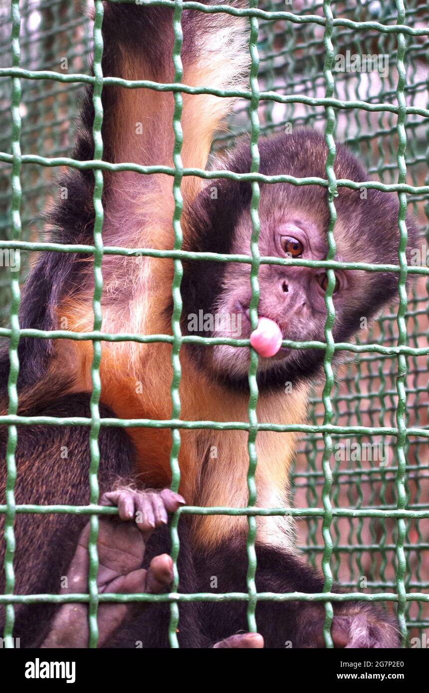 scimmia che si stacca la lingua attraverso una recinzione Foto Stock