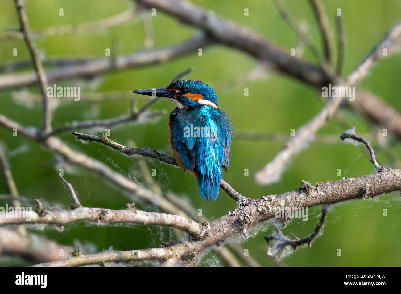 Uccello di Kingfisher nel Delta del Danubio, Romania Foto Stock
