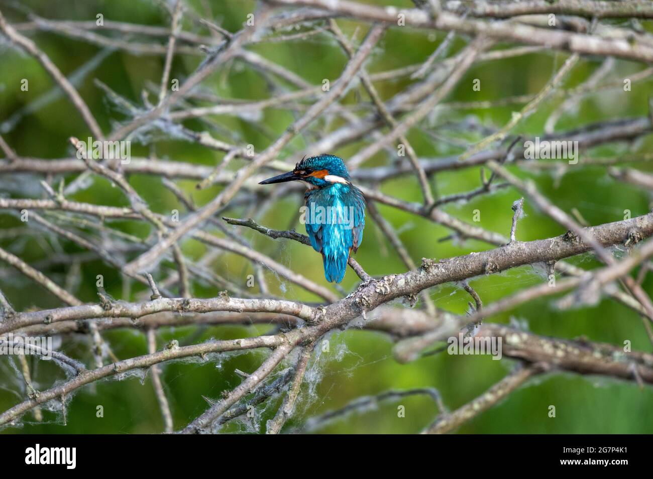 Uccello di Kingfisher nel Delta del Danubio, Romania Foto Stock