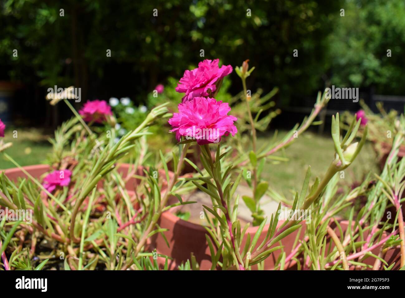 Bella Portulaca rosa brillante fiori di colore fiorente in casa giardino in vaso piante di fiori. Con sfondo di alberi di verde natura. Foto Stock