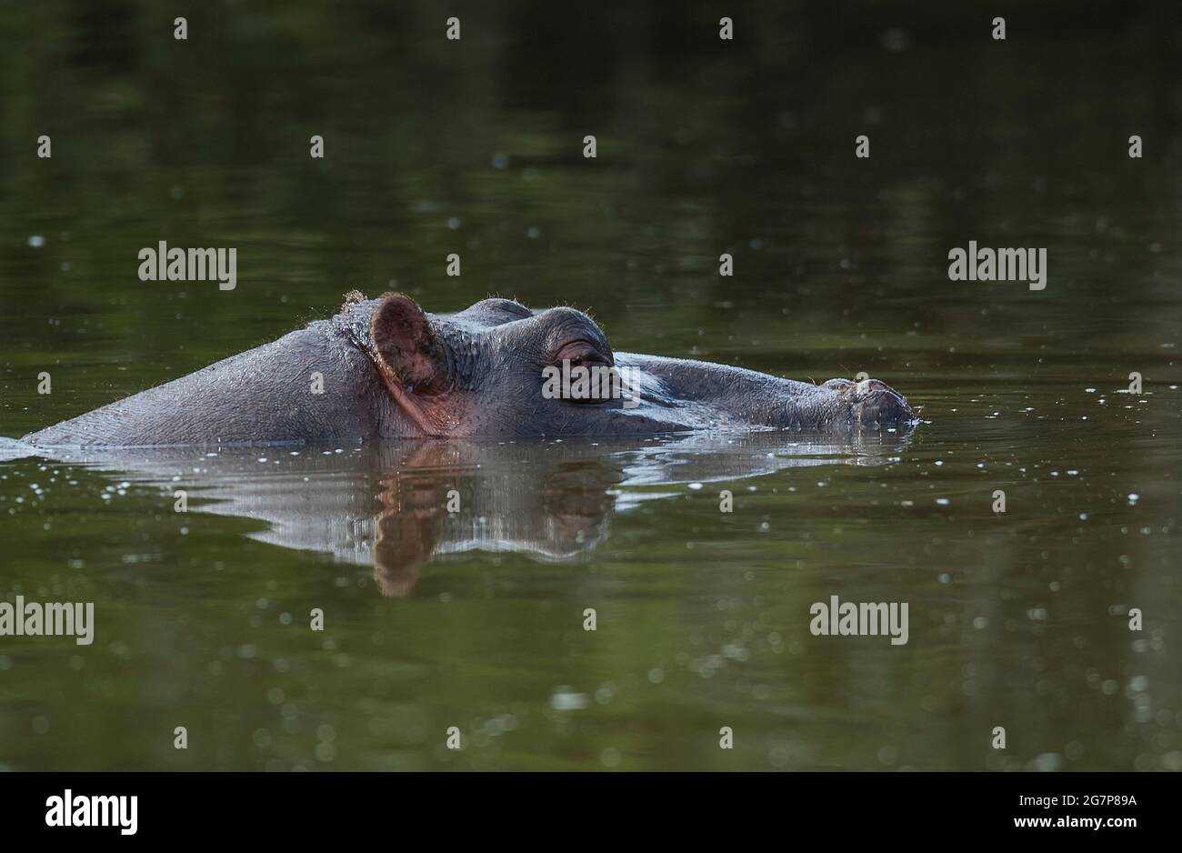 Ippopotamo in ambiente paludoso, Savannah Africana, Sudafrica. Foto Stock