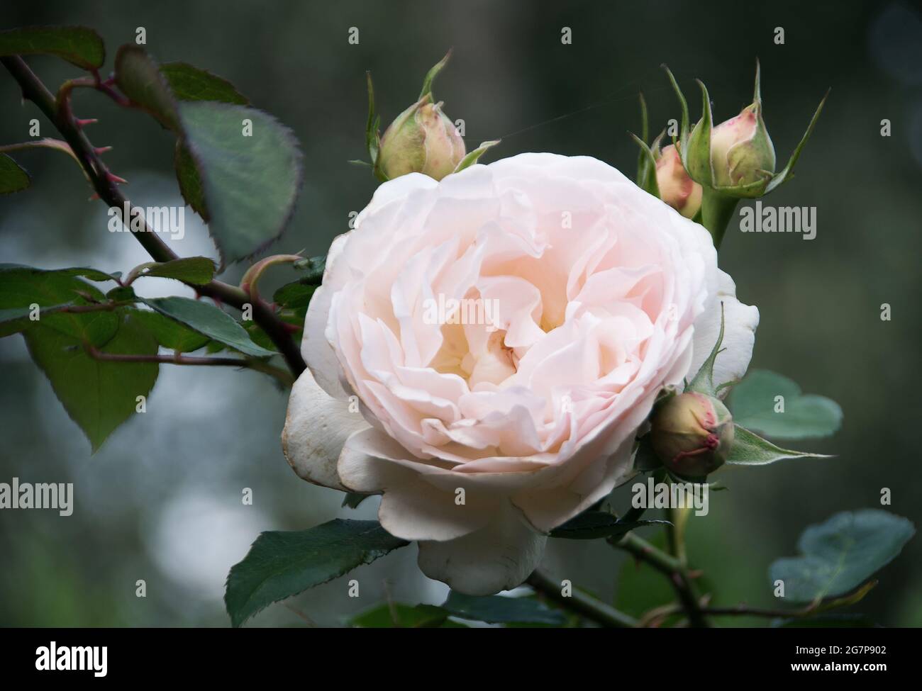 Rosa "ricordi profumati" Foto Stock