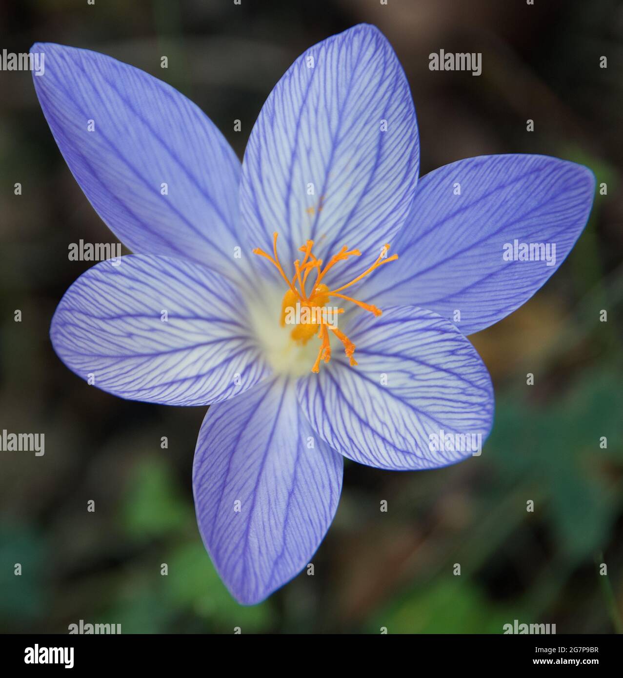 Crocus speciosus Foto Stock