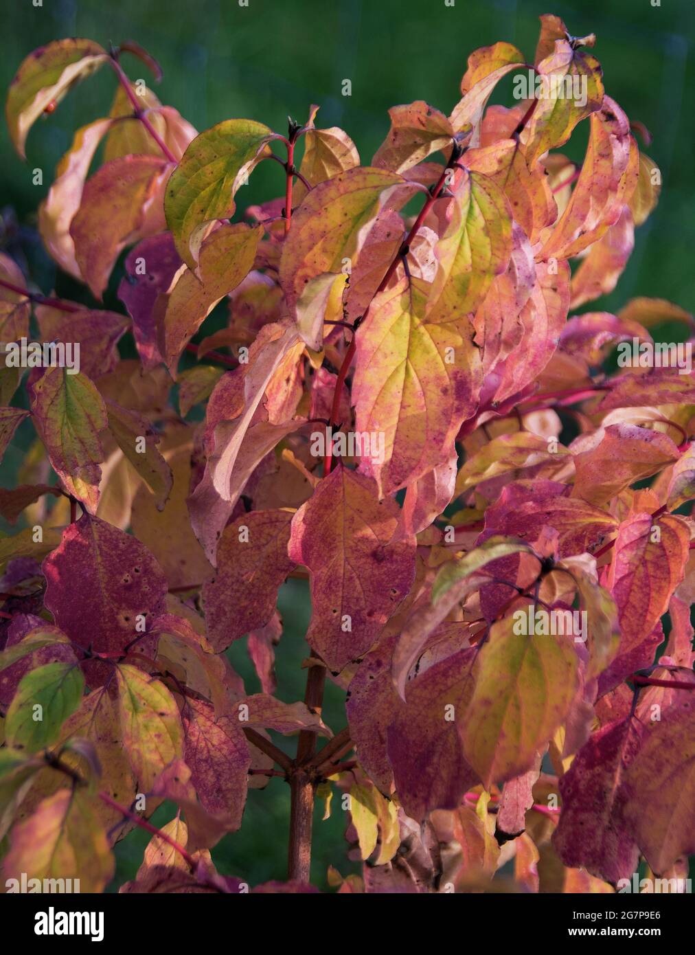 Mandrino (Euonymus europaeus) Foto Stock