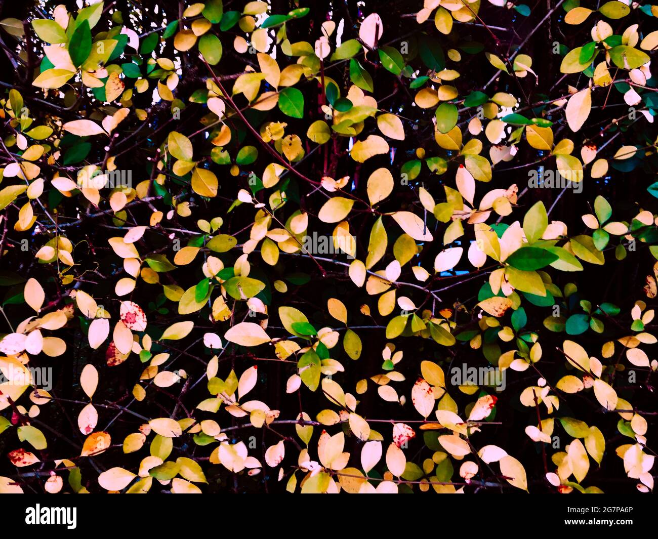 Parete da giardino con foglie gialle e verdi Foto Stock