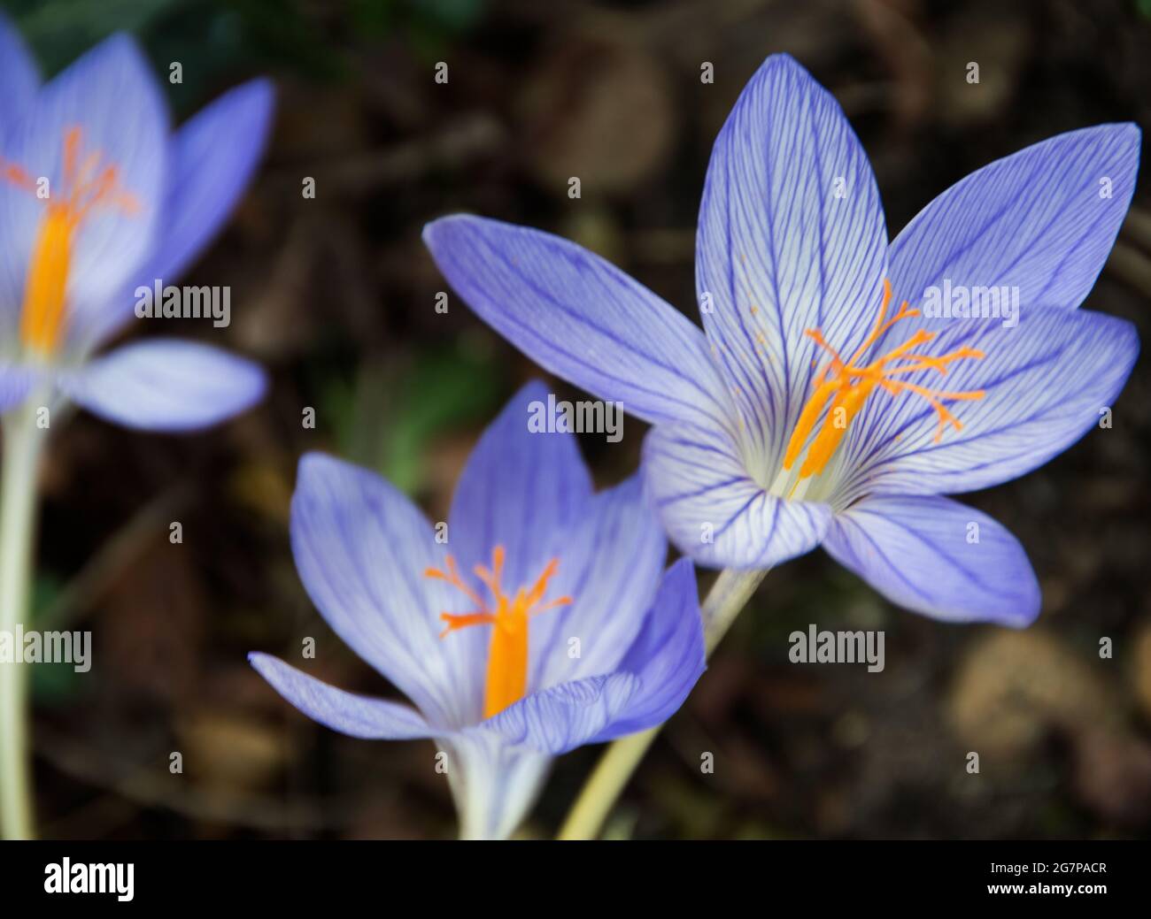 Crocus speciosus Foto Stock