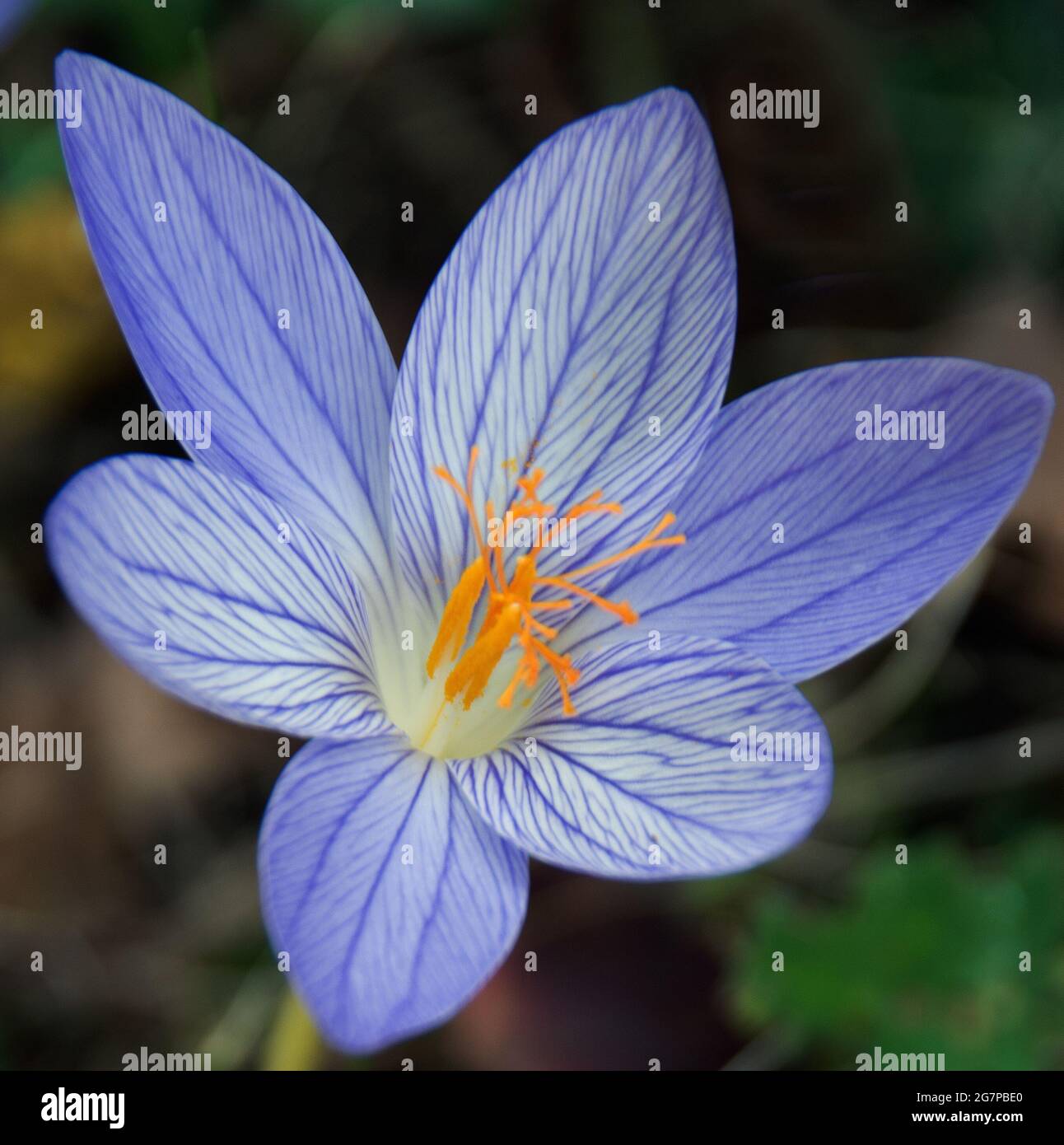 Il Crocus speciosus ha fiori blu lilla argentei in autunno, con vene più scure e una gola bianca; foglie che si sviluppano dopo i fiori. Così autunno-flusso Foto Stock