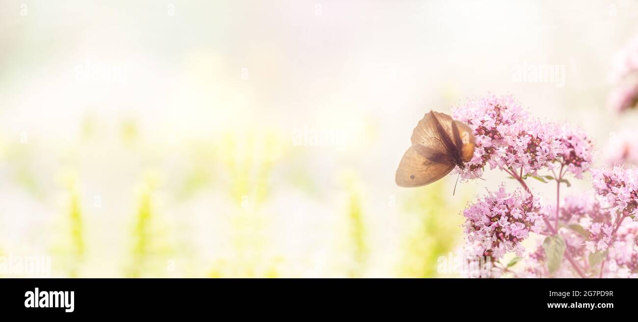 Un romantico scenario estivo con una farfalla su un fiore in un giardino. Schermo ampio con spazio di testo Foto Stock