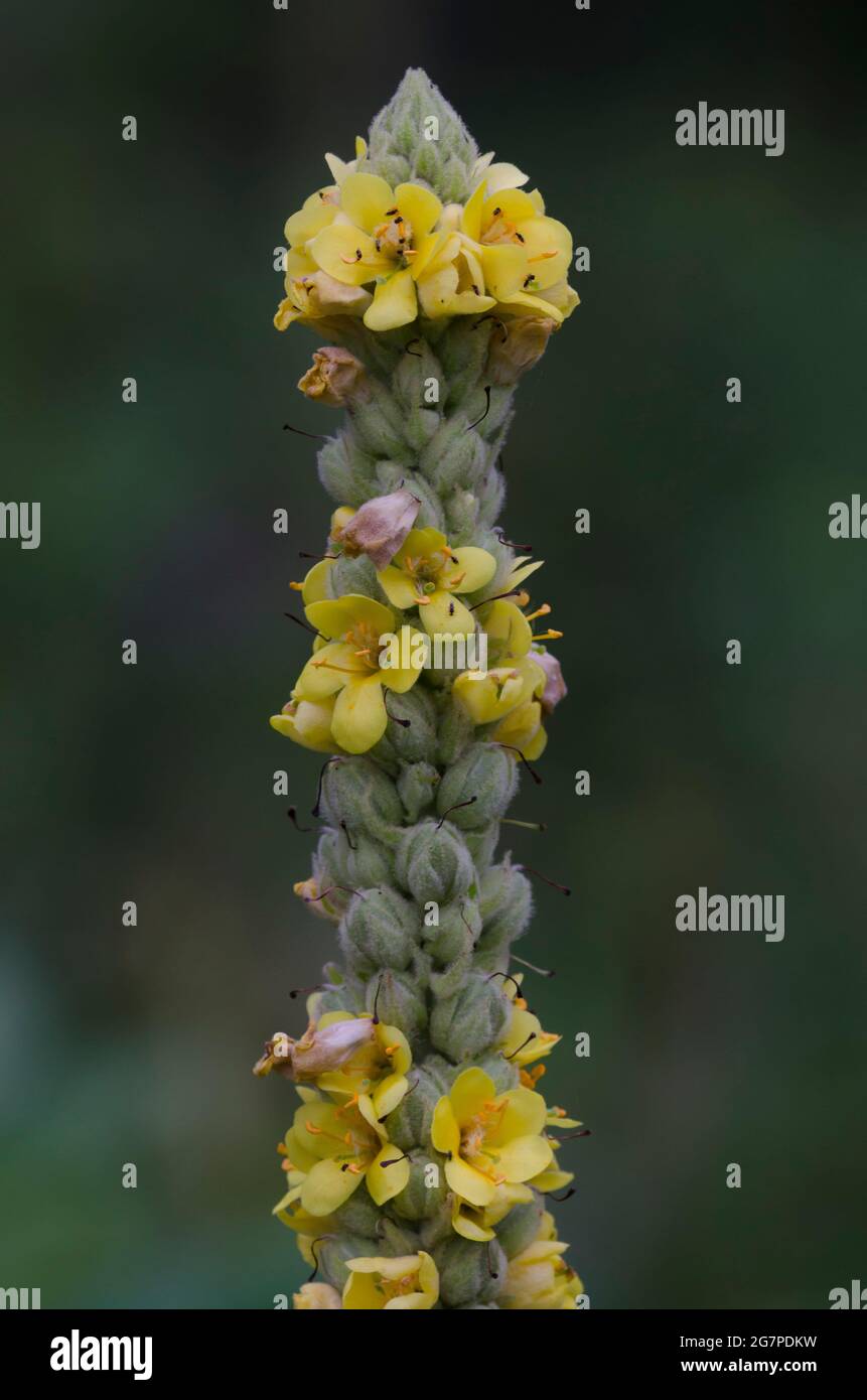 Mullein comune, Verbascum thapsus Foto Stock