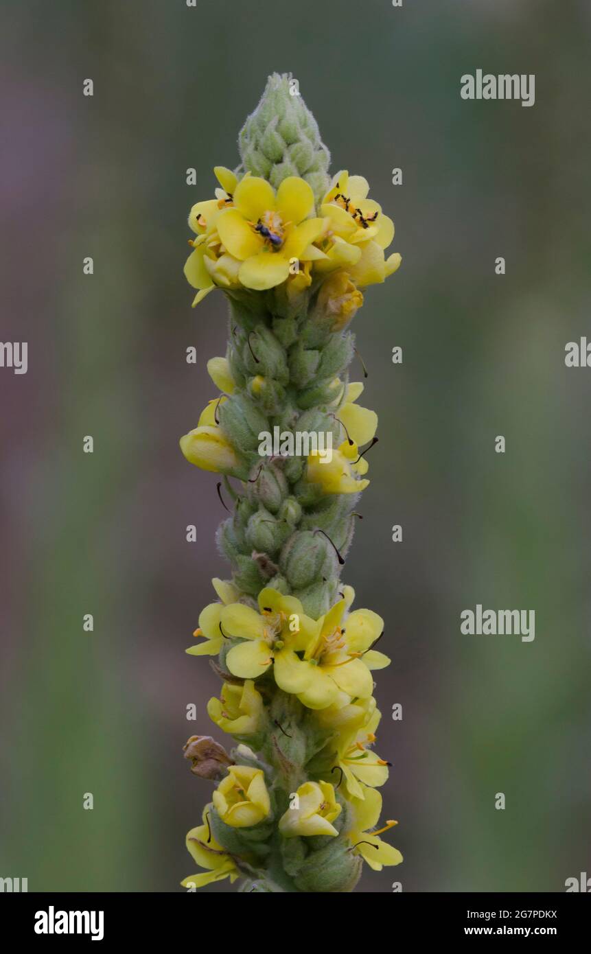 Mullein comune, Verbascum thapsus Foto Stock