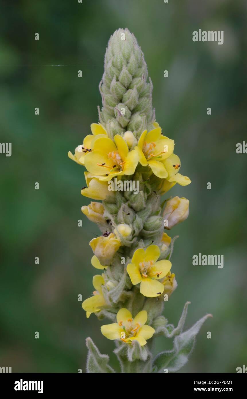 Mullein comune, Verbascum thapsus Foto Stock