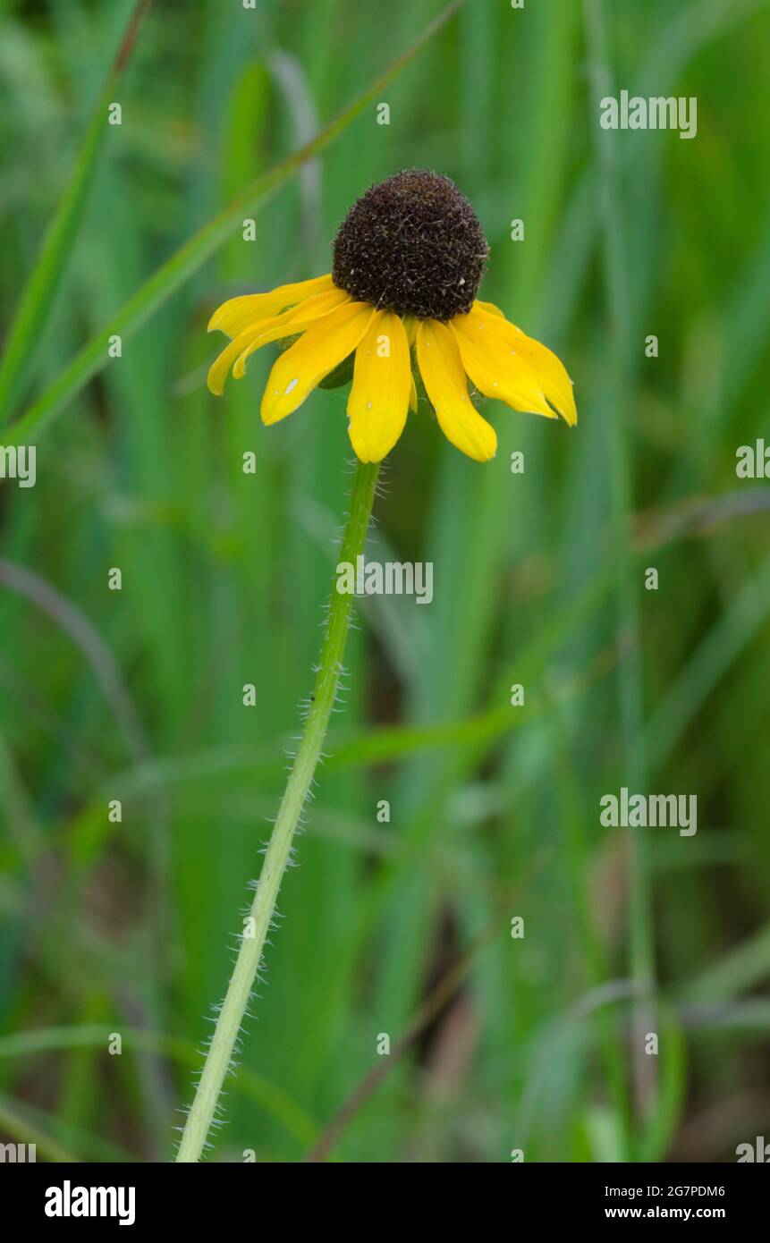 Black-eyed Susan, Rudbeckia hirta Foto Stock