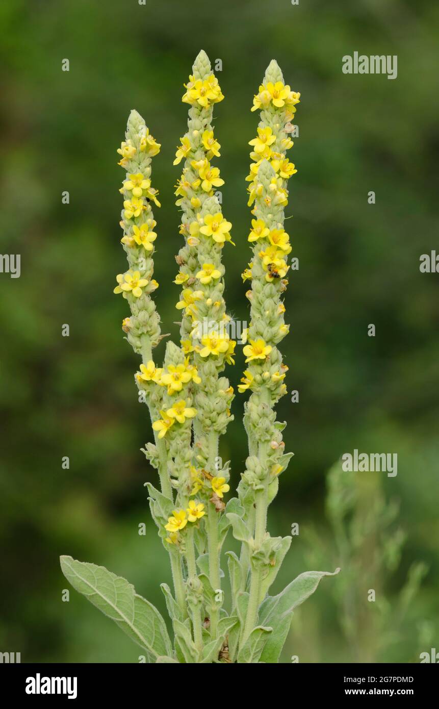 Mullein comune, Verbascum thapsus Foto Stock