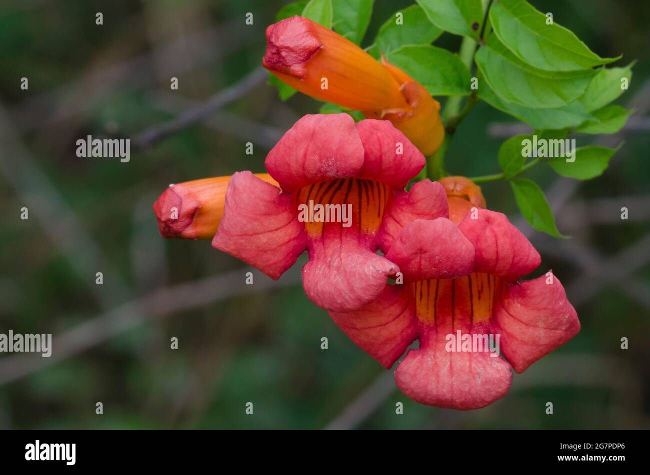 Tromba Creeper, Campsis radicans Foto Stock