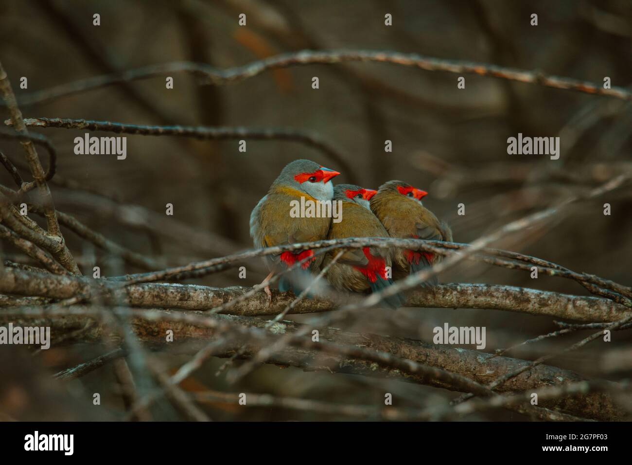 Uccello di fringuello rosso-bruno seduto in un albero. Foto Stock