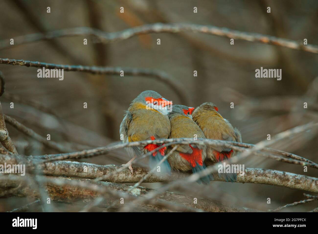 Uccello di fringuello rosso-bruno seduto in un albero. Foto Stock