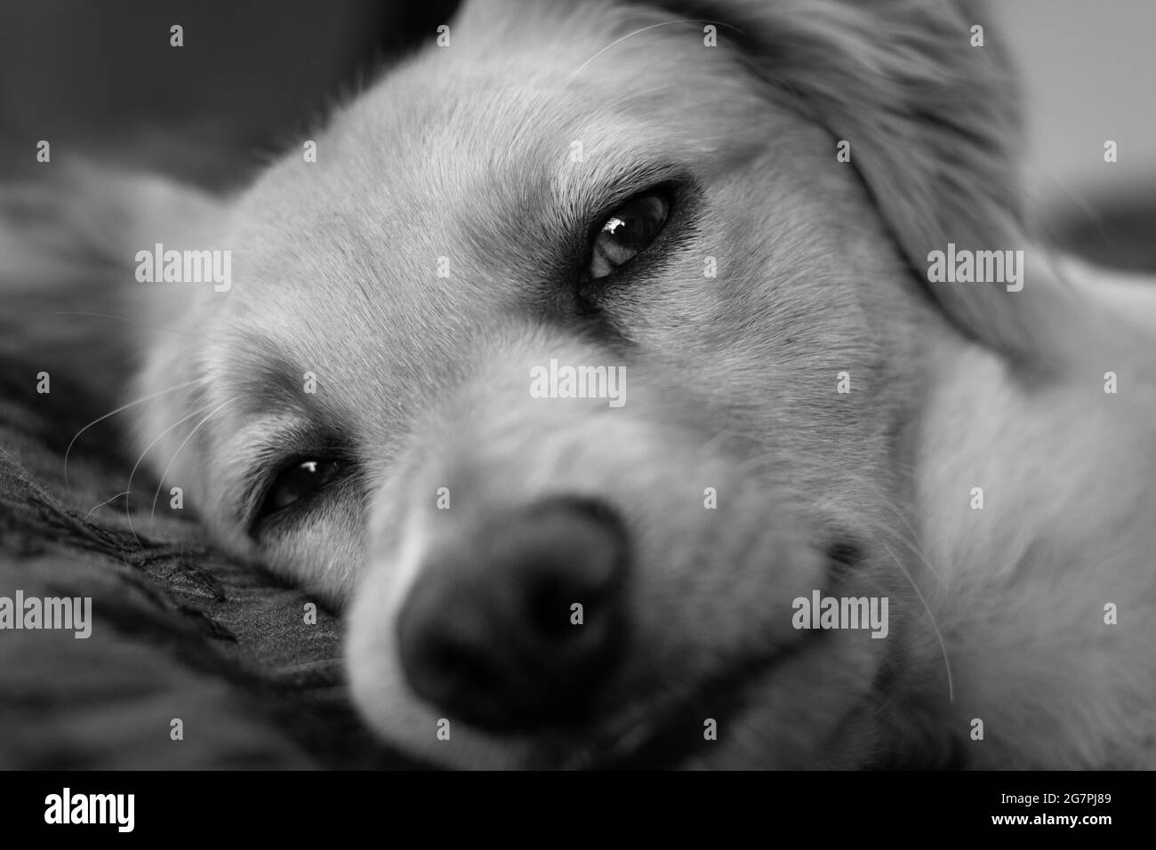 Primo piano su sonnolenza volto del cane Retriever sdraiato a letto. Carino canino cucciolo ritratto riposo. Fotografia in bianco e nero Foto Stock