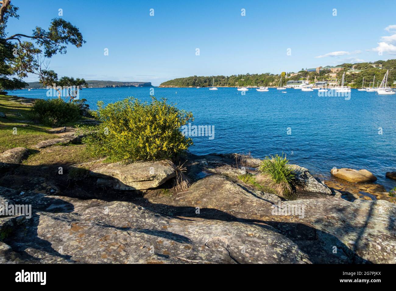 Vista delle teste di Sydney dall'isola a Balmoral Beach con il boccaglio e le erbe autoctone sulle rocce in primo piano Foto Stock