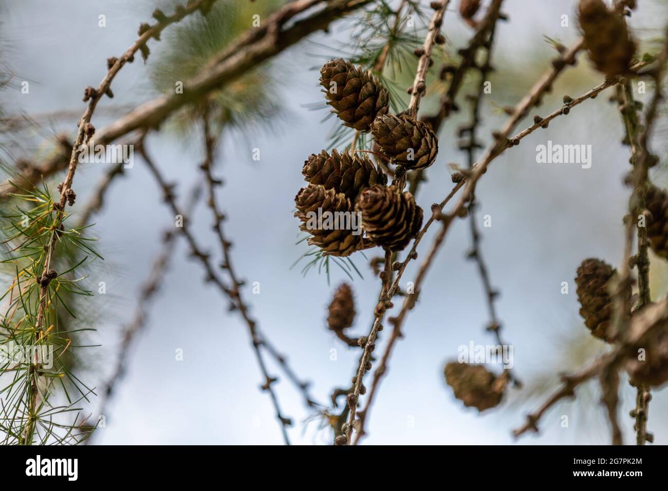 Primo piano di coni di pino e rami Foto Stock