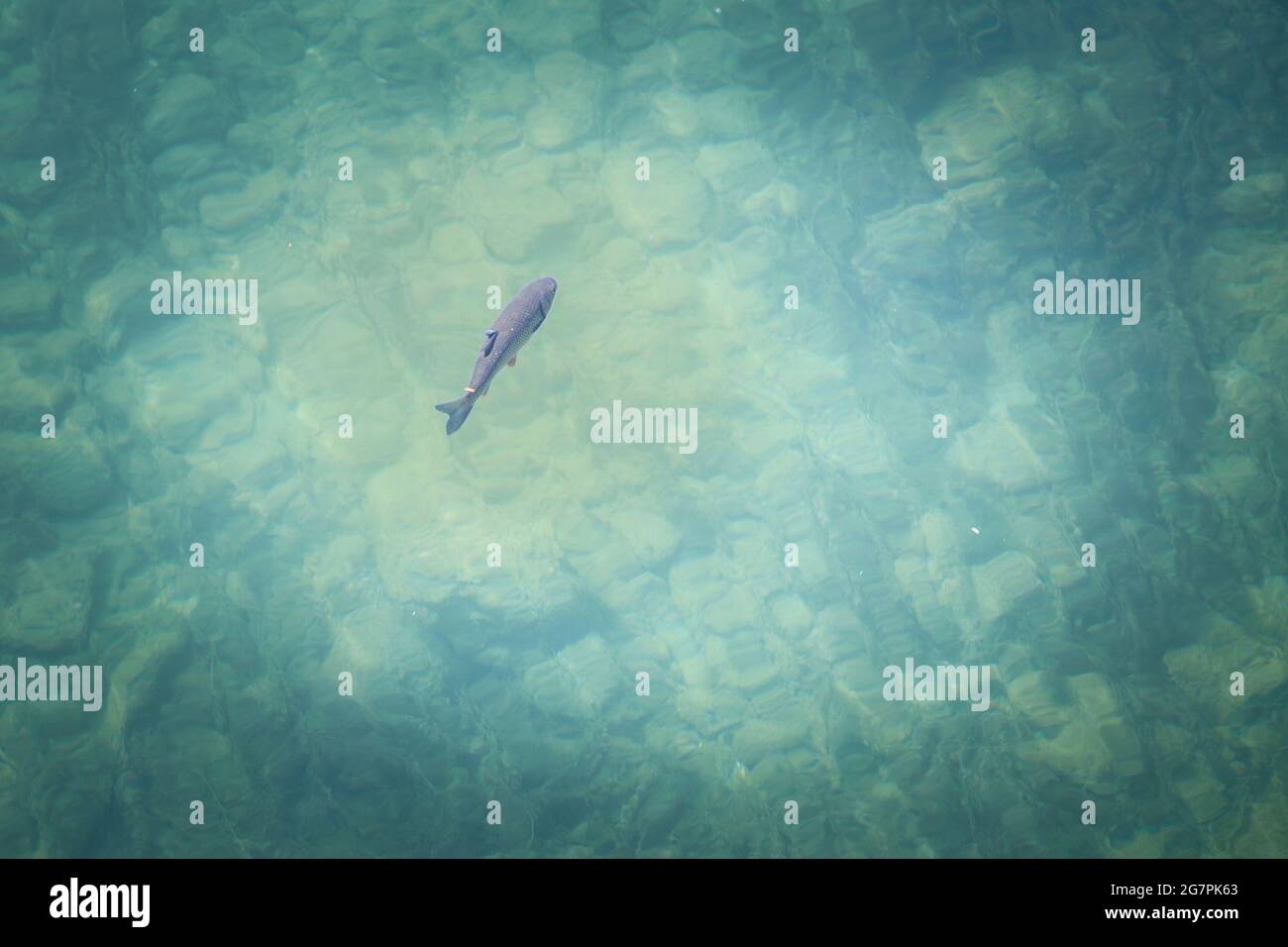 Foto di una trota lacustre che nuota nelle acque limpide del Lago di Bohinj, in Slovenia. La trota del lago è un char di acqua dolce che vive principalmente nei laghi in northe Foto Stock