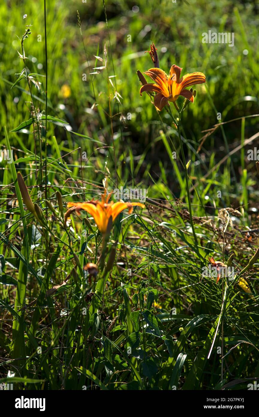 Lilium crocceum nell'erba illuminata dal sole al tramonto Foto Stock