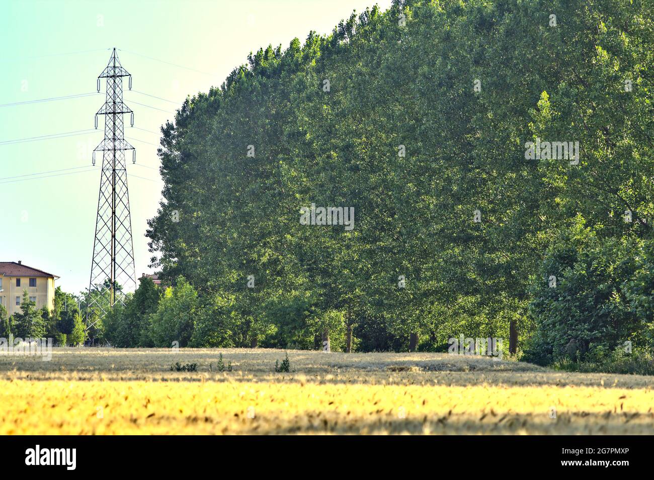 Campo di grano delimitato da un boschetto al tramonto Foto Stock