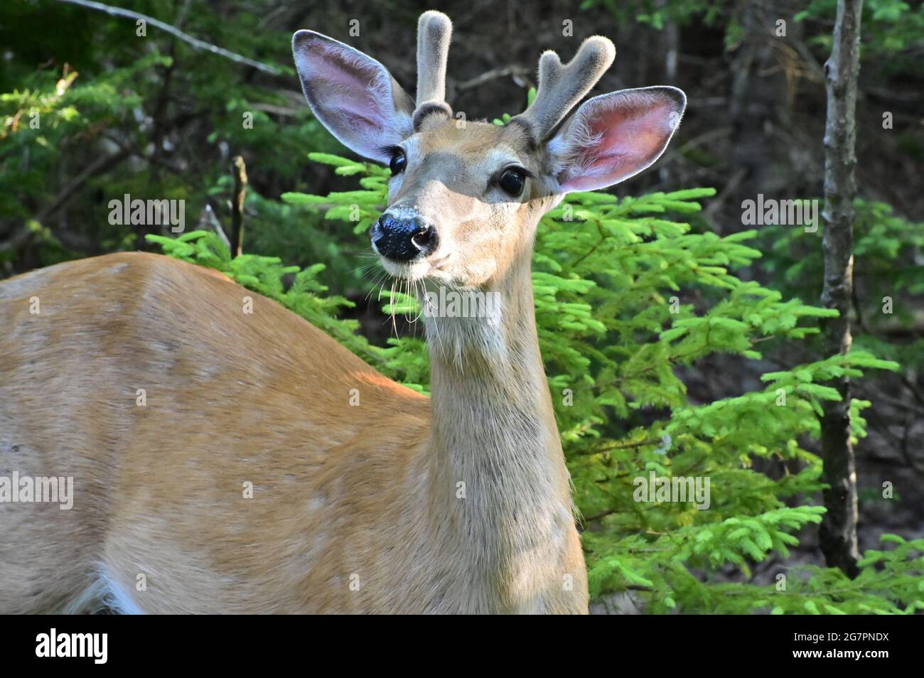 Maestoso cervo mulo con corna di velluto che pascolano nei boschi. Ritratto di cervo dalla coda bianca con corna. Foto Stock