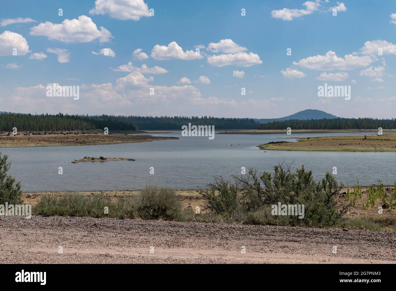 Il bestiame pascoli in lontananza al Thompson Reservoir nella Lake County, Oregon. Il lago è a livelli bassi durante la siccità estrema. Foto Stock