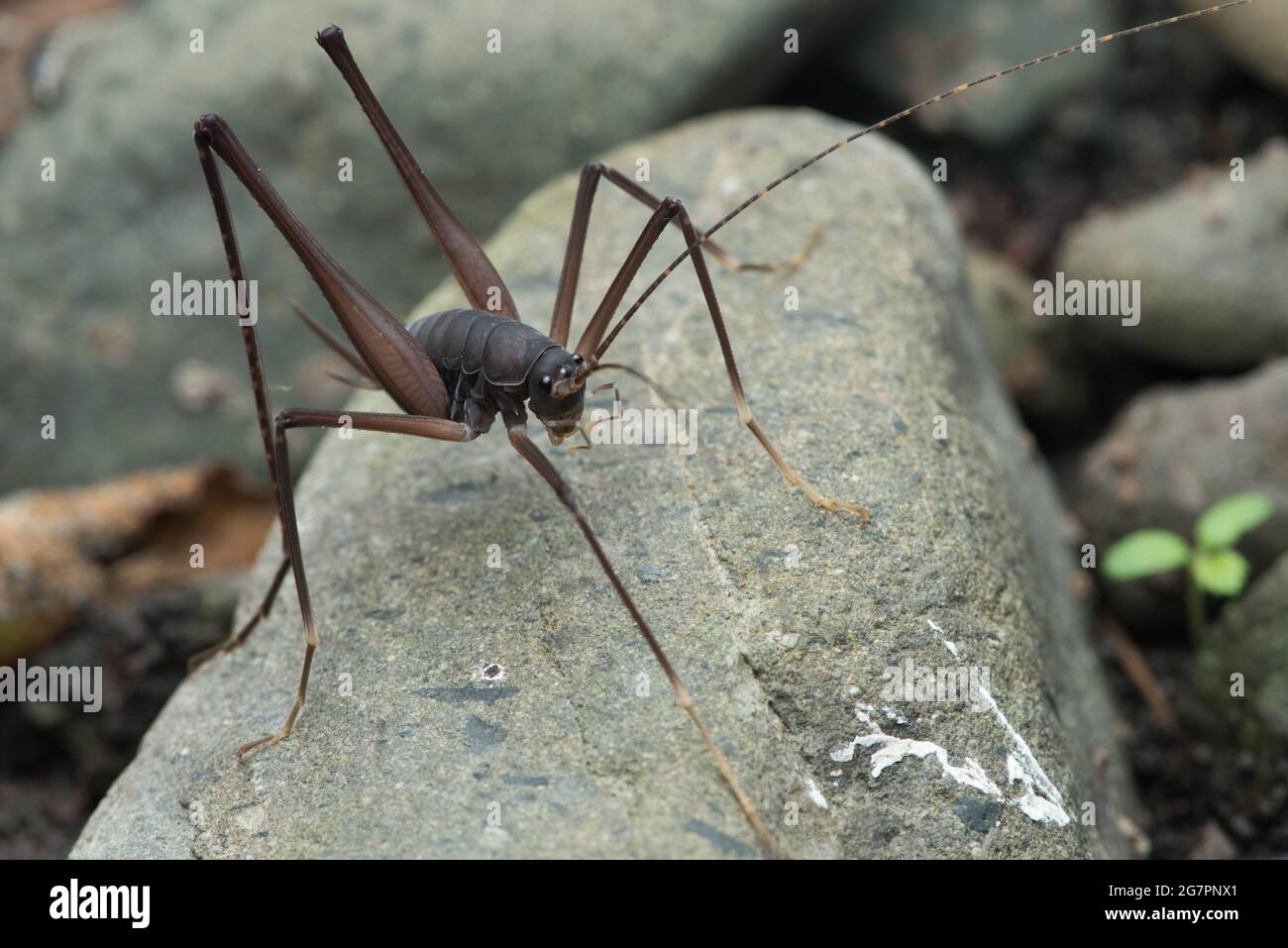 Tropidischia xanthostoma - Camel Cricket con zampe quadrate dalla California del Nord, Stati Uniti. Foto Stock